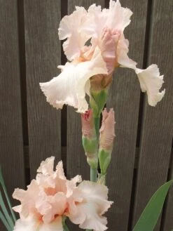 Iris, Beverly Sills 7 Iris, Beverly Sills -Plant Seed Store 0b23b6ba8df8fab74b4eeba3ae1edbb70b1fd5914d7931b15c8b02773f7ed7e8