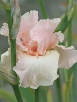 Iris, Beverly Sills 8 Iris, Beverly Sills -Plant Seed Store 0dde748a5dc90d9819e0bb5b093efa2adfd61059cfe7e46312012250c51e1afd 1