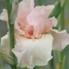 Iris, Beverly Sills 2 Iris, Beverly Sills -Plant Seed Store 0dde748a5dc90d9819e0bb5b093efa2adfd61059cfe7e46312012250c51e1afd