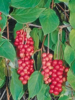 Schisandra Vine, Eastern Prince -Plant Seed Store 0f60f40bddd5a877dd28a870eb925a68c056d5ec5be88e77b1f98eb321406a8e 1