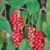 Schisandra Vine, Eastern Prince 1 Schisandra Vine, Eastern Prince -Plant Seed Store 0f60f40bddd5a877dd28a870eb925a68c056d5ec5be88e77b1f98eb321406a8e