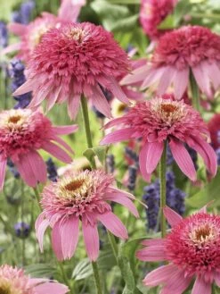 Echinacea, Pink Double Delight -Plant Seed Store 0f61ab4223bc1f94156095268b7e0ffce96290e435d327a78e2951993d7bad1d 1
