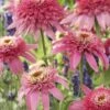 Echinacea, Pink Double Delight 2 Echinacea, Pink Double Delight -Plant Seed Store 0f61ab4223bc1f94156095268b7e0ffce96290e435d327a78e2951993d7bad1d