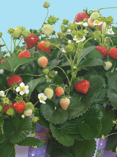 Strawberry, Delizz 4 Strawberry, Delizz - Image 2