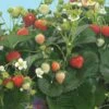 Strawberry, Delizz 1 Strawberry, Delizz -Plant Seed Store 10c2295daee515e99789ba70e6bbbf2302d16ca3554fe9f078645aac4ed75380