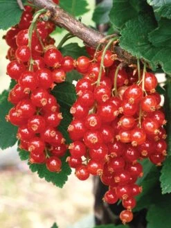 Alternative view of Currant, Red Lake
