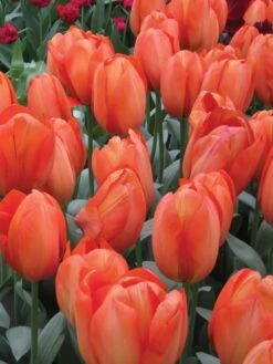 Alternative view of Tulip, Orange Balloon