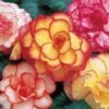 Begonia, Picotee Mix 1 Begonia, Picotee Mix -Plant Seed Store 15fbcb34eb23492512fb713c41a90bd535ce8e880d091a5bc4fac325216e28b9