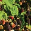 Marionberry 2 Marionberry -Plant Seed Store 1a4b845e753df5f463472da6703525ed093b44cbb2d26e9b5dcce5f49ac899f8
