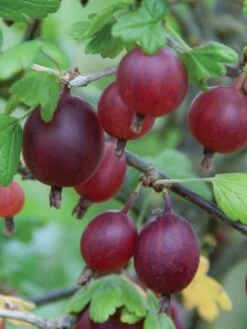 Gooseberry, Black Velvet 5 Gooseberry, Black Velvet -Plant Seed Store 1cb7deef4bc4b94e125d1ca215a8649e2040b4900836556faf51e48d2cee1540 1