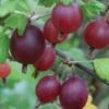 Gooseberry, Black Velvet 2 Gooseberry, Black Velvet -Plant Seed Store 1cb7deef4bc4b94e125d1ca215a8649e2040b4900836556faf51e48d2cee1540
