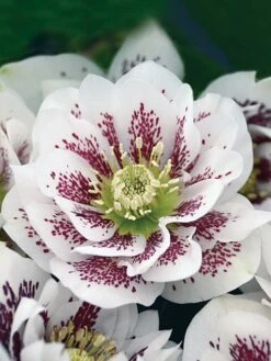 Alternative view of Hellebore, Wedding Party® Confetti Cake