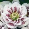 Hellebore, Wedding Party® Confetti Cake 2 Hellebore, Wedding Party® Confetti Cake -Plant Seed Store 1dba1f02496db2a0775279ffa77544a6a16070befa28f25a0c46c6d7261dd549