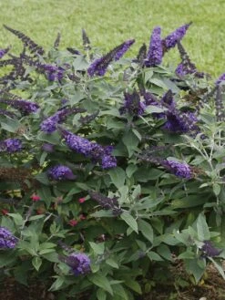 Buddleia, Pugster Blue®
