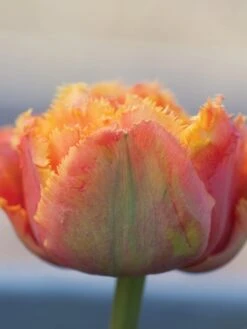 Alternative view of Tulip, Sensual Touch