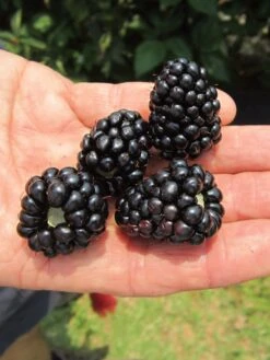 Alternative view of Blackberry, Prime-Ark 45®