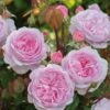 Rose, Olivia Rose Austin 2 Rose, Olivia Rose Austin -Plant Seed Store 29a713662e1d8bd34836878c812652773ac59d1e01717a358224f798e2cb5d97