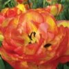 Tulip, Sundowner -Plant Seed Store 2c170a586c2d0ede6b166dc66725326772cee22e5eb7b3468a5c652d0a70a745