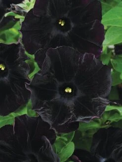 Alternative view of Petunia, Black Cat