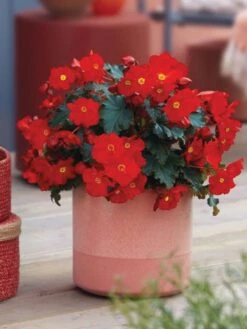 Alternative view of Begonia Elatior, Dreams Garden MacaRouge