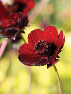 Cosmos, Choca Mocha