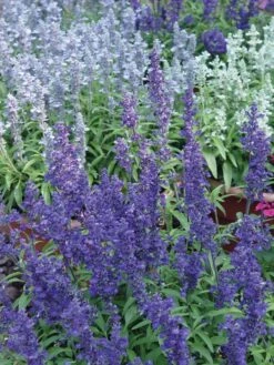 Alternative view of Salvia, Cathedral Series