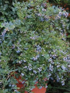 Alternative view of Blueberry, Sunshine Blue