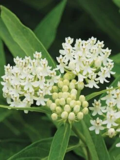 Asclepias Incarnata, Ice Ballet -Plant Seed Store 3a95b9a64ffa3daff5f7fe82840f1c7d85ae10ef0d6d2ff537afab4e09565bef 1