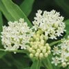 Asclepias Incarnata, Ice Ballet 2 Asclepias Incarnata, Ice Ballet -Plant Seed Store 3a95b9a64ffa3daff5f7fe82840f1c7d85ae10ef0d6d2ff537afab4e09565bef