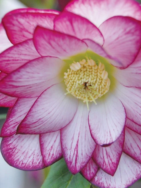 Hellebore, Winter Jewels® Peppermint Ice 4 Hellebore, Winter Jewels® Peppermint Ice - Image 2