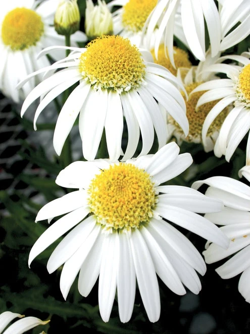 Shasta Daisy, Alaska 4 Shasta Daisy, Alaska - Image 2