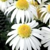 Shasta Daisy, Alaska