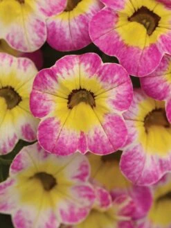 Alternative view of Calibrachoa, Cha-Cha Diva Hot Pink