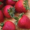 Strawberry, Evie-2 1 Strawberry, Evie-2 -Plant Seed Store 44e545afa983d6d227aff8b07112cc7f310d5028dafedf1770de7f9ab77701dc