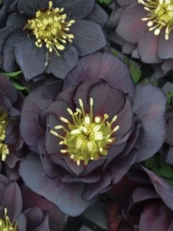 Alternative view of Hellebore, Wedding Party® Dark And Handsome