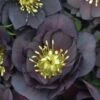 Hellebore, Wedding Party® Dark And Handsome 2 Hellebore, Wedding Party® Dark And Handsome -Plant Seed Store 459141fb06628c73cc9751eba6ea4a03434ff43a6be19c5012949b38a5d19efd