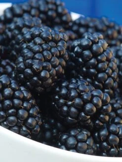 Alternative view of Blackberry, Osage