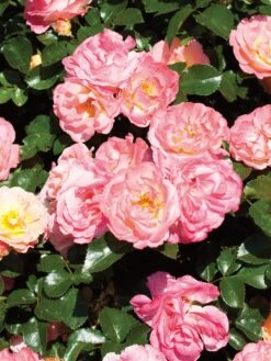 Alternative view of Rose, Peach Drift