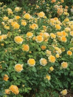 English Rose, Molineux 9 English Rose, Molineux -Plant Seed Store 4e9c35547d10518400760764f90f3901b13e7117115df8ae1eb81699a9306953 1
