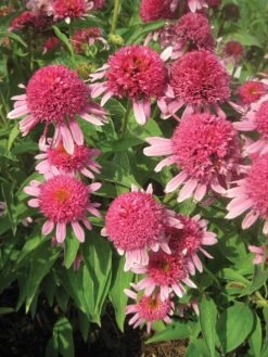 Alternative view of Echinacea, Double Scoop Bubble Gum