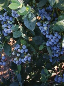 Alternative view of Blueberry, Misty