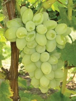 Grape, Neptune PP 12,302 7 Grape, Neptune PP 12,302 -Plant Seed Store 53878da10c23a4610bac59995d024a46060600c6cbe9c0615ae76f9e6b442134