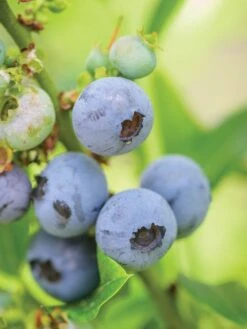 Blueberry, Top Hat 11 Blueberry, Top Hat -Plant Seed Store 540c03e2a45ef3706af4cad2845b271abc45ef81a29b878b379e00e08316102a 1
