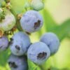 Blueberry, Top Hat 2 Blueberry, Top Hat -Plant Seed Store 540c03e2a45ef3706af4cad2845b271abc45ef81a29b878b379e00e08316102a
