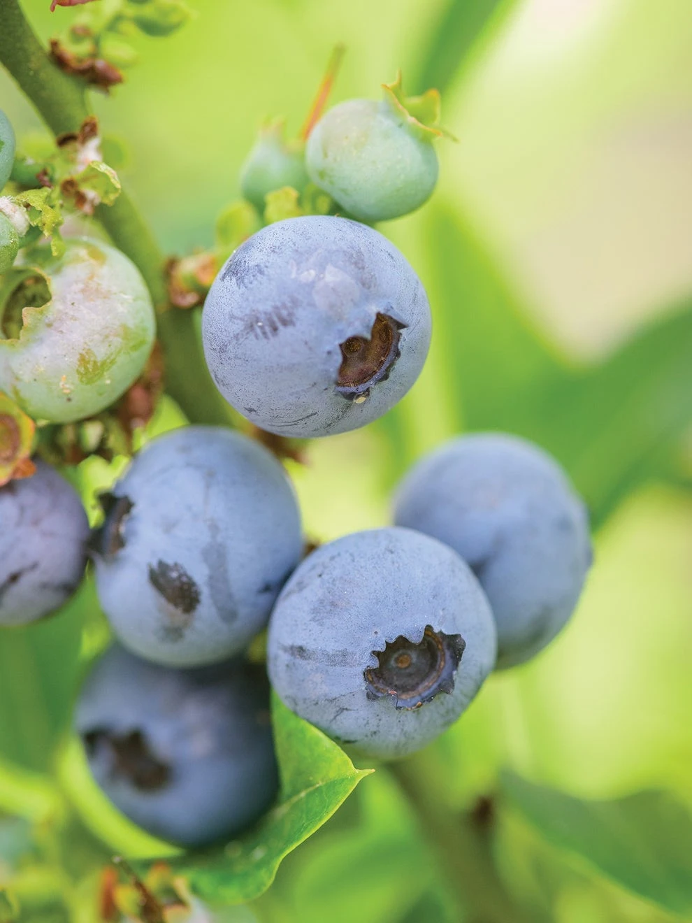 Blueberry, Top Hat 3 Blueberry, Top Hat