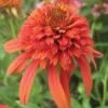 Echinacea, Hot Papaya 2 Echinacea, Hot Papaya -Plant Seed Store 5527d6049ed126bd73e41f655fde80e498b204ee55807a5b7fede253635d023a
