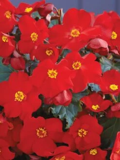Begonia Elatior, Dreams Garden MacaRouge