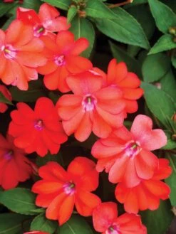 Alternative view of Impatiens, SunPatiens Vigorous Corona