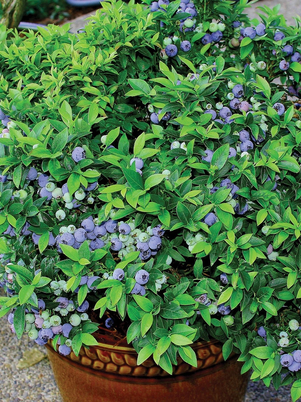 Blueberry, Top Hat 5 Blueberry, Top Hat - Image 3