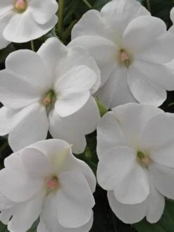 Alternative view of Impatiens, SunPatiens White